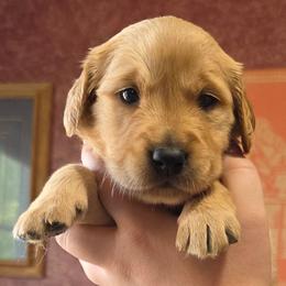 Alabama - Golden female Golden Retriever puppy in Princeton, Minnesota from Bewitched Goldens