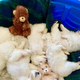 Samoyed Puppies from Falling cedar farm samoyeds