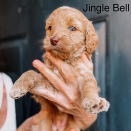 Jingle Bell - Apricot female Goldendoodle puppy in Lakeland, Florida from Rolling Oak Doodles
