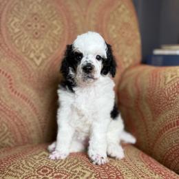 Abilene - Parti female Poodle puppy in Ault, Colorado from The Peaks Premium Poodles