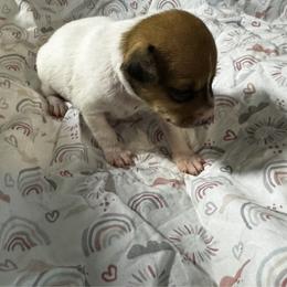 Girl 2 - White and tan female Toy Fox Terrier puppy in Briggs, Texas from TAC Team Kennels