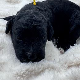 Yellow collar - Black female Goldendoodle puppy in Meridian, Mississippi from Smoodles