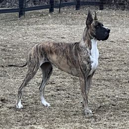 Ohana - Great Dane