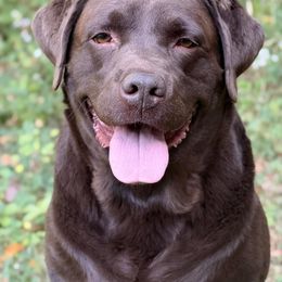 Labrador Retriever puppies from Bear Pond Retrievers