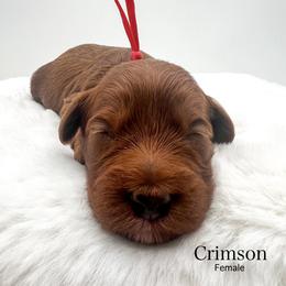 Crimson - Red  female Goldendoodle puppy in Sunman, Indiana from Brunsman Country Doodles LLC