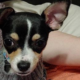 Chihuahuas from Puppy Miles
