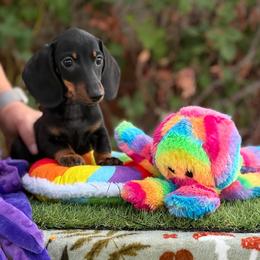 BT smooth - Black and tan male Dachshund puppy in Lancaster, California from Avignon