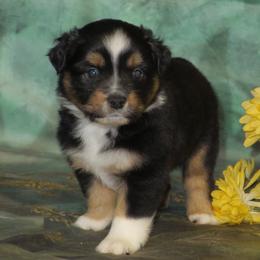 Miniature Australian Shepherd Puppies from Big Coon Little Aussies