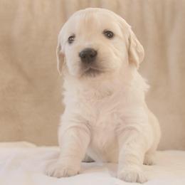 White Collar - Light golden female Golden Retriever puppy in Roseburg, Oregon from Unbound Goldens