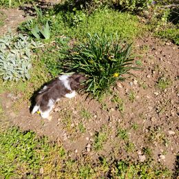 Havanese Puppies from Sweet Southern Havanese