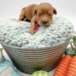 Feta - Apricot female Goldendoodle puppy in Sunman, Indiana from Brunsman Country Doodles LLC