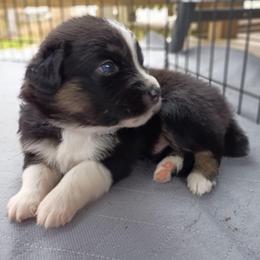 Flint (grey) - Black tri-color male Australian Shepherd puppy in Okeechobee, Florida from Rothsolid Puppies