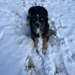 Remi - Miniature Australian Shepherd