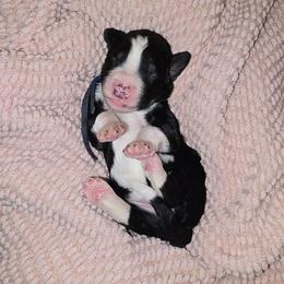 Coronado - Tri-color male Bernedoodle puppy in Grove, Oklahoma from Grand Lake Poodles & Doodles