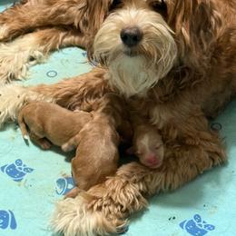 Zircon - Red male Australian Labradoodle puppy in Sacramento, California from Delta Breeze Labradoodles