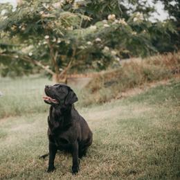 Raven - Labrador Retriever