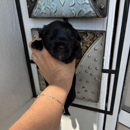 Yorkshire Terrier Puppies from XOXO YORKIES