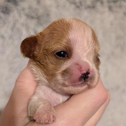 Kit - Blenheim male Cavalier King Charles Spaniel puppy in Stilwell, Oklahoma from Love Bug Cavaliers
