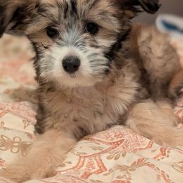 Chips - Chinese Crested puppy from Charming Cresteds Kennel