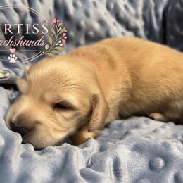 3rd Born ee Cream - Cream male Dachshund puppy in Rochester, Washington from Curtiss Dachshunds