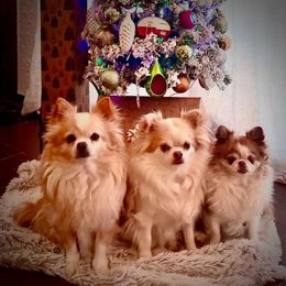 Chihuahua All Grown Up from D's Darling AKC Long Hair Chihuahuas