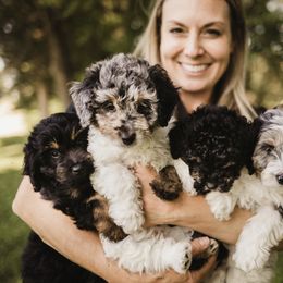 Aussiedoodle Puppies from Olive Tree Mini Aussiedoodles