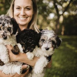 Aussiedoodle Puppies from Olive Tree Mini Aussiedoodles