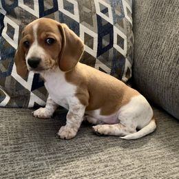 Dachshund Puppies from Wee Doggies Inc Just Dachshunds