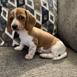 Dachshund Puppies from Wee Doggies Inc Just Dachshunds