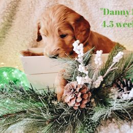 Goldendoodle Puppies from Big Top Doodles