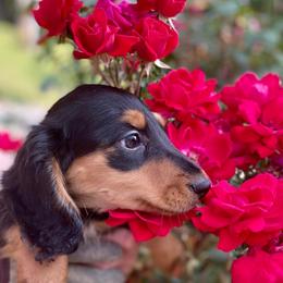 Dachshund and Miniature Schnauzer Puppies from The Bossy Doxie Farm