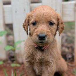 Pink - Dark golden female Golden Retriever puppy in Midland, North Carolina from Alger Farm, LLC