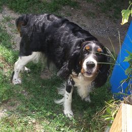 English Springer Spaniels from TLC Springers