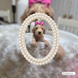 Dakota - Apricot female Goldendoodle puppy in Richmond, Virginia from Highland Grove Doodles, LLC