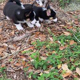 American Corgi and Pembroke Welsh Corgi Puppies from Swell Corgis