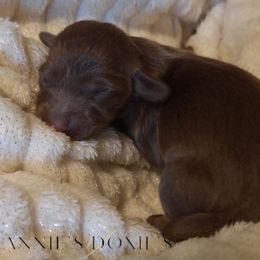 Paprika - Fawn female Dachshund puppy in Hiddenite, North Carolina from Dannie's Doxies