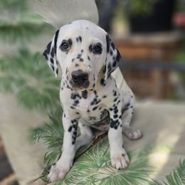 Purple collar girl - White and black female Dalmatian puppy in Valley, Washington from Loving spots Dalmatians