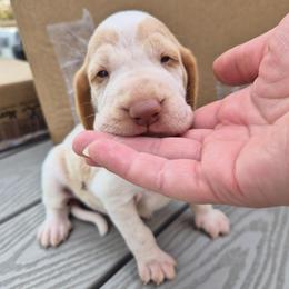 Eleanor - White and orange female Bracco Italiano puppy in Silver Summit, Utah from Snow Peak Kennel