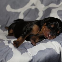 Doberman Pinscher Puppies from Franklin Dobermans