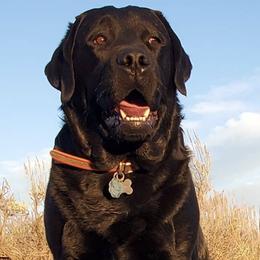 Labrador Retrievers from Elkhorn Labradors
