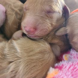 Goldendoodle Puppies from Doodle Den