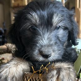 Whoodle,  Finn is 6 weeks old - Black male Whoodle puppy in Crawford, Colorado from Saddle Mountain Doodles