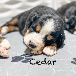 Cedar - Black rust and white female Bernese Mountain Dog puppy in Hudson, Indiana from TurkeyCreek-K9