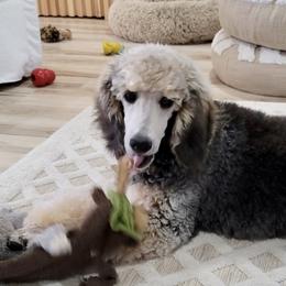 Poodles from Royal Retriever Poodles