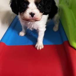 Cavalier King Charles Spaniel Puppies from Palladino’s Cavaliers of Upstate NY