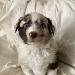Australian Shepherd Puppies from Cedar Creek Aussies