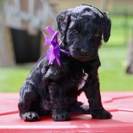 Purple - Black female Australian Labradoodle puppy in Milton, North Carolina from Good Day Doodles