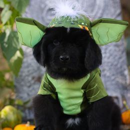 Medusa - Black female Newfoundland puppy in Madison, Wisconsin from Riddle Family Newfoundland