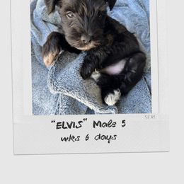 Elvis - Parti male Miniature Schnauzer puppy in Plattsmouth, Nebraska from Stearns Parti Mini Schnauzer's