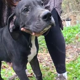 Great Dane Puppies from Trisha Self's Great Danes